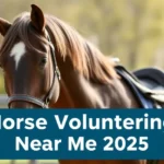 Horse Volunteering Near Me 2025 - Professional Swiss-style featured image | Truescho.com