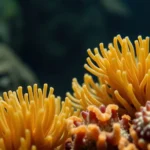 Study Marine Biology in Ireland - Professional Swiss-style featured image | Truescho.com