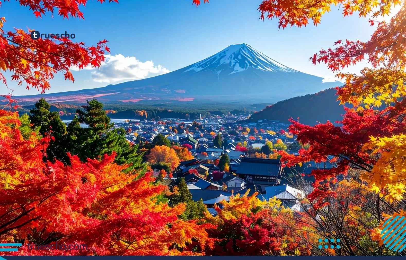 NIG Summer Internship